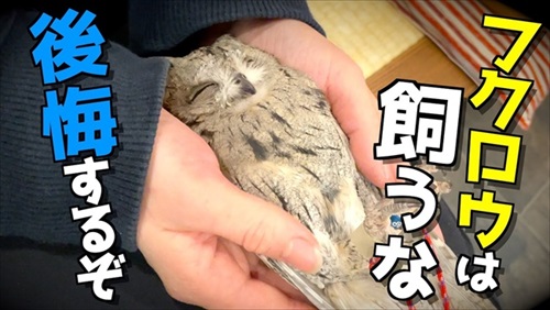 フクロウ