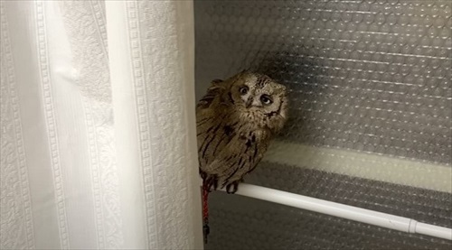 ふくろうと暮らすデメリット