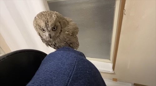 ふくろうと暮らすデメリット