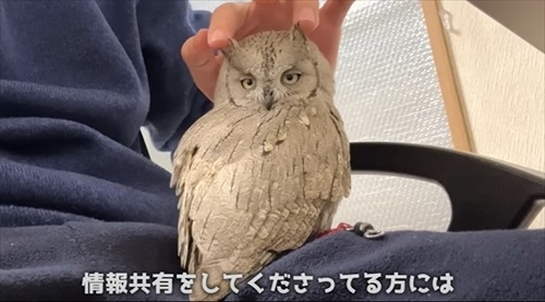 ふくろうと暮らすデメリット