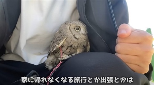 ふくろうと暮らすデメリット