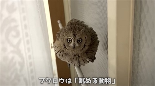 ふくろうと暮らすデメリット