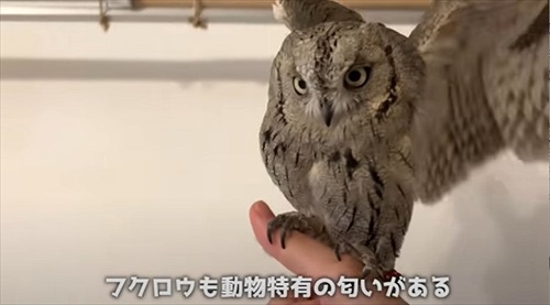 ふくろうと暮らすデメリット
