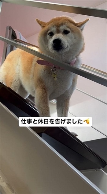 ムキー柴犬
