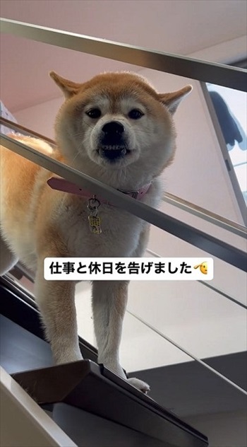仕事を告げるとキレる柴犬