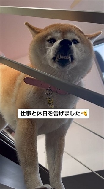 仕事を告げるとキレる柴犬