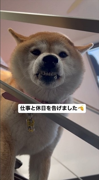 仕事を告げるとキレる柴犬