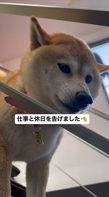 仕事を告げるとキレる柴犬