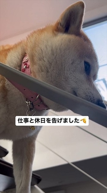 仕事を告げるとキレる柴犬