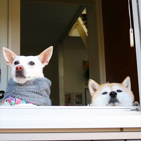 仕事を告げるとキレる柴犬