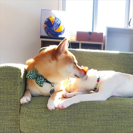 仕事を告げるとキレる柴犬