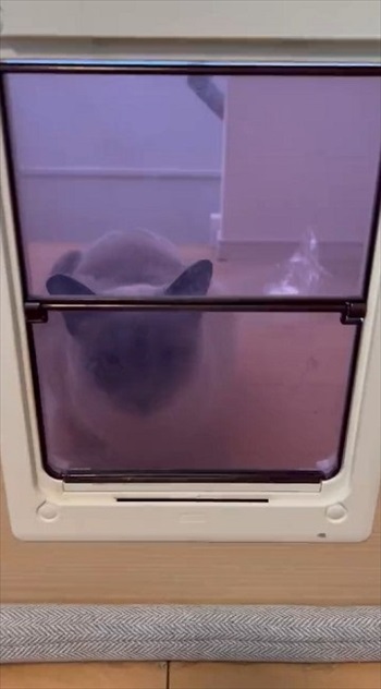 猫扉の使い方を教えたら