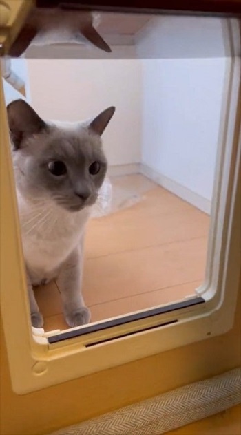 猫扉の使い方を教えたら