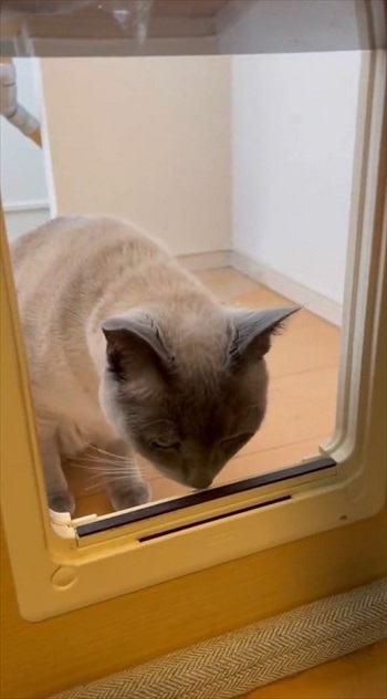 猫扉の使い方を教えたら