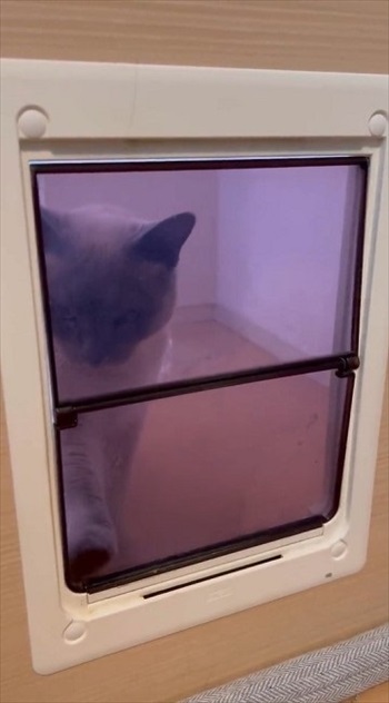 猫扉の使い方を教えたら