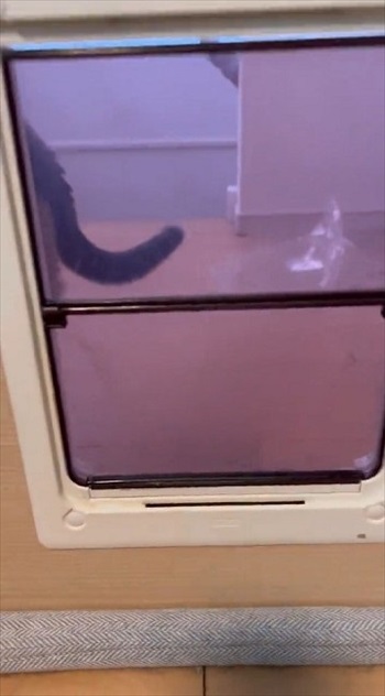 猫扉の使い方を教えたら