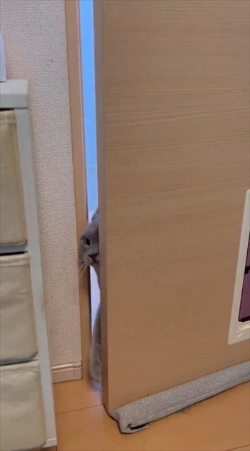 猫扉の使い方を教えたら