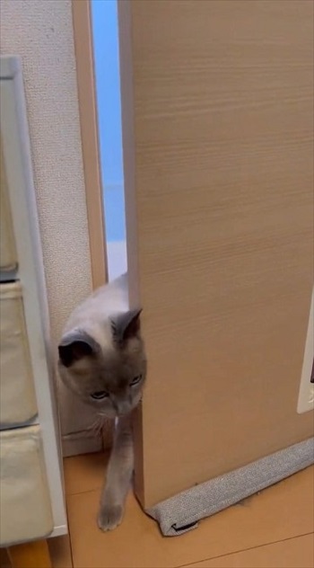 猫扉の使い方を教えたら