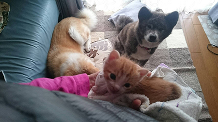 秋田犬と豆太郎くん