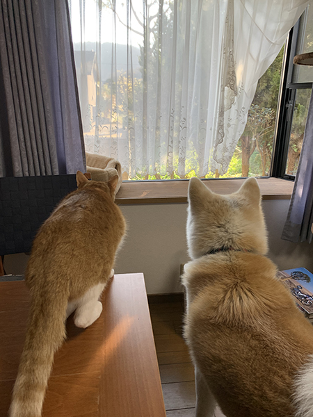 豆太郎くんとワンコの背中