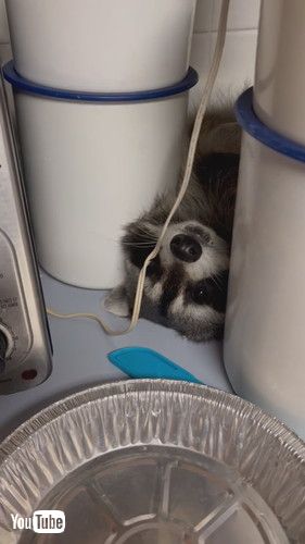 キッチンで寝るアライグマ