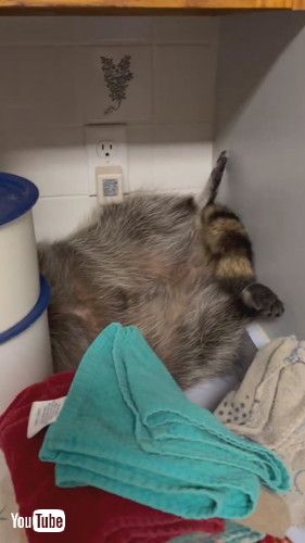 キッチンで寝るアライグマ