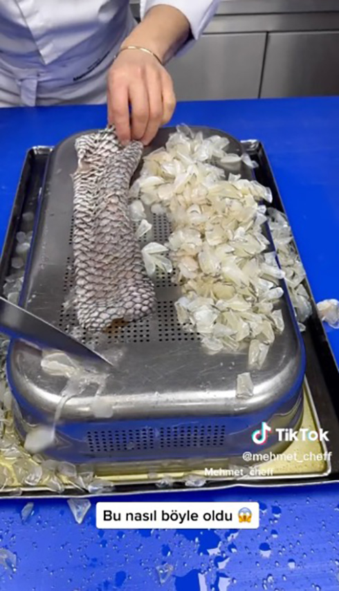 うろこだらけの魚に液体をかけると……？　うろこが浮かび上がりポロポロ取れる動画が心地いい