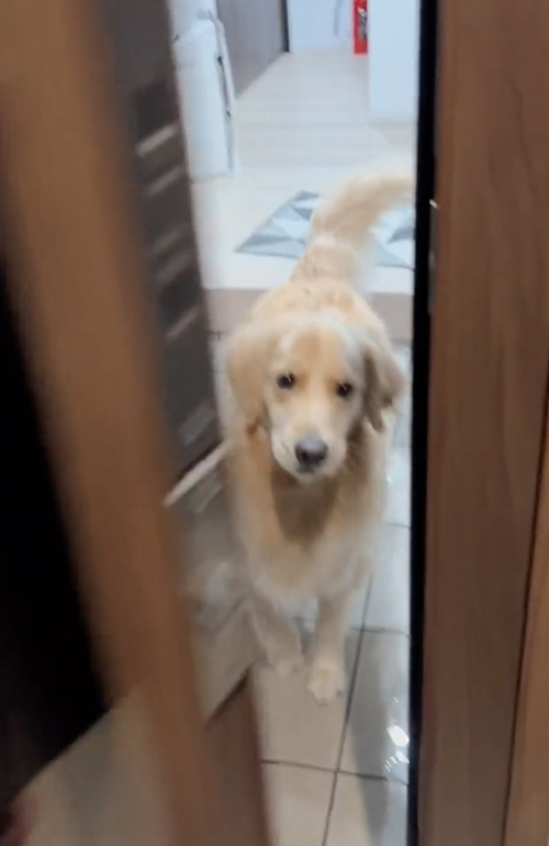 疲れが吹き飛ぶお出迎え