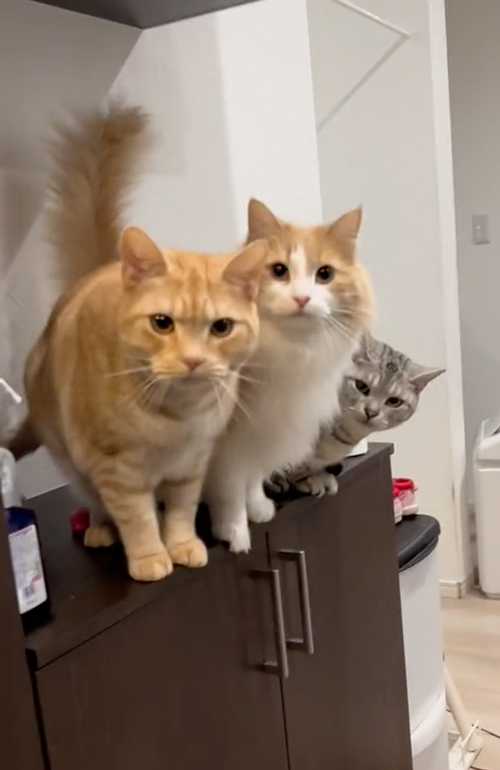 疲れが吹き飛ぶお出迎え