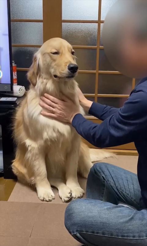 なでてもらうワンコ