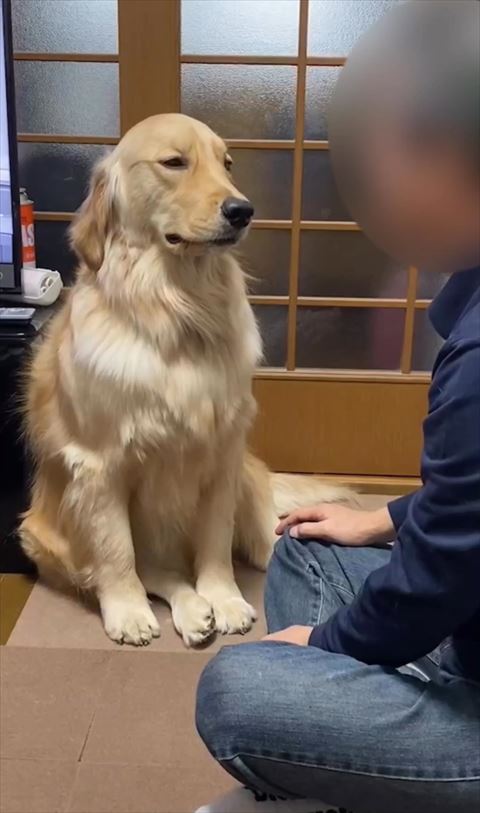 パパさんの前でお座りワンコ