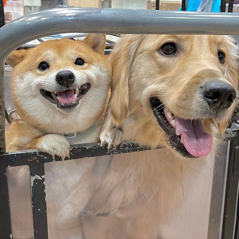 カートのようなところからのぞきこむ2匹