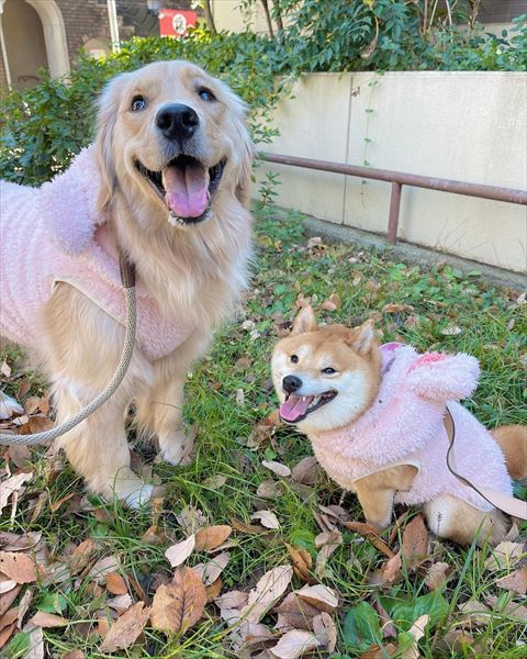 ピンクの洋服着るワンコ2匹