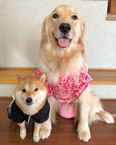 お正月の衣装来てるワンコたち