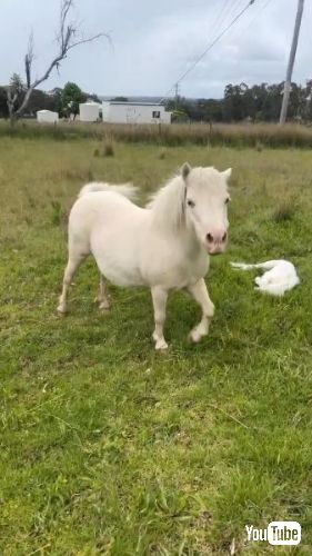 子馬を自慢げに見せる母馬