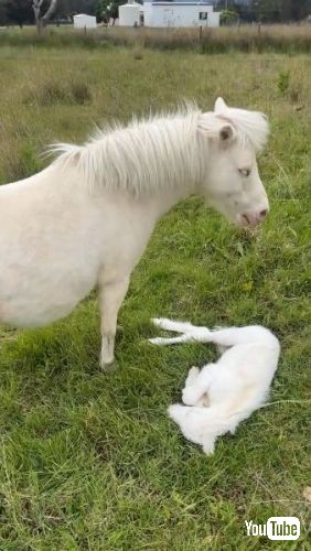 子馬を自慢げに見せる母馬