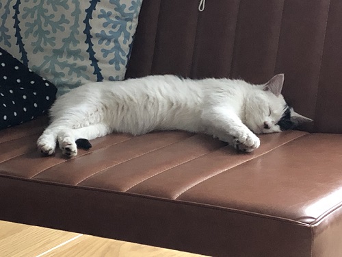 くつろぐ猫