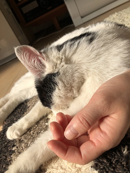 寄り添う猫