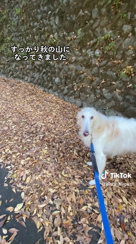 見つめるのいちゃん