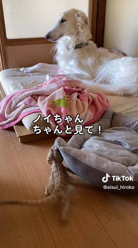 ノイちゃんちゃんと見て