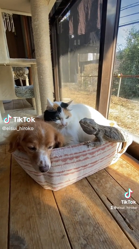 みんなでお昼寝