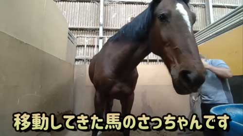 来たばかりの馬
