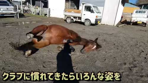 馬のゴロゴロ