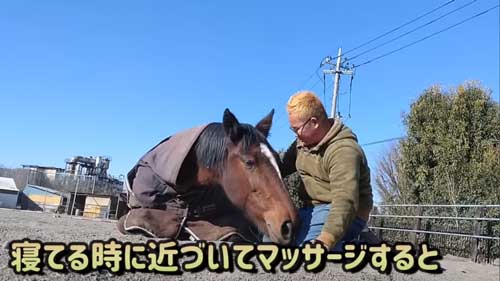 マッサージされる馬