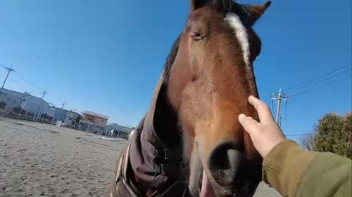 安心している馬