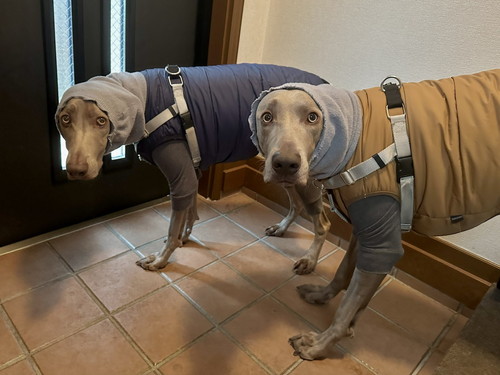 完全防備のルピくんとロアくん