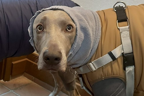 完全防備のルピくんとロアくん