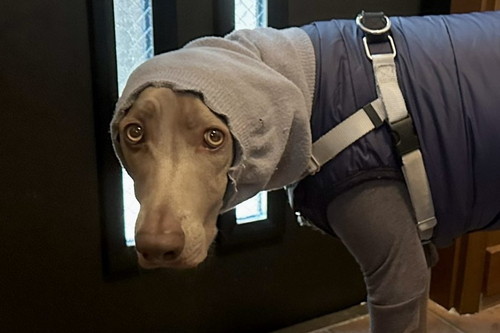 完全防備のルピくんとロアくん