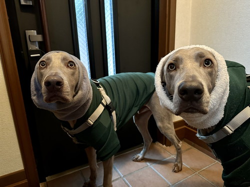 ルピくんとロアくん