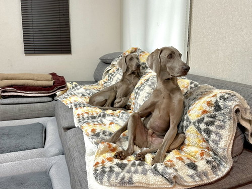 ルピくんとロアくん